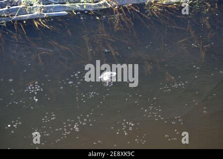 Eingeklemmte Luftblasen schaffen ein schönes Muster in der klaren Wasser eines gefrorenen Baches in den Niederlanden Stockfoto