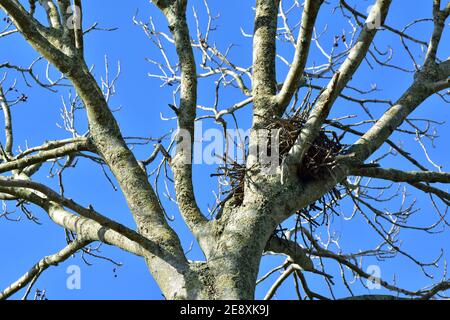 Ein wunderschön konstruiertes Vogelnest sitzt hoch in einem Baum Vor einem klaren blauen Himmel Stockfoto