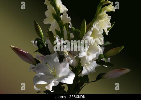 Impression Bouquet de lys blancs et glaïeuls Stockfoto