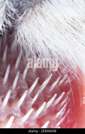Ultra Makro Nahaufnahme Detail Aufnahme einer Katze Zunge mit kleinen Haken, Papillen Stockfoto