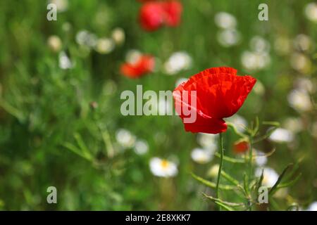 Blühender Mohn im Wildflowers Field. Schönes Feld mit blühenden Mohnblumen als Symbol der Erinnerung an Krieg und anzac Tag im Sommer. Wildblumen Mohnfeld Stockfoto