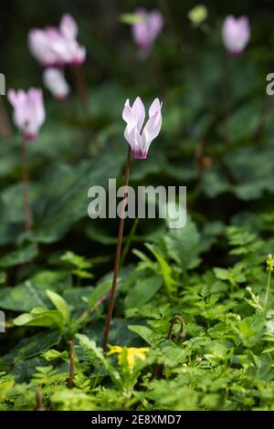 Rosa Cyclamen blühen auf dem Feld Stockfoto