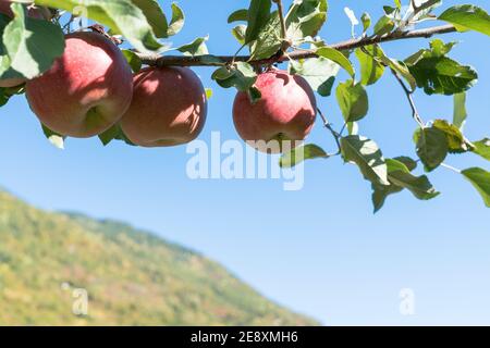 Rote Äpfel auf Baumzweig wächst in den Obstgärten, Valtellina, Provinz Sondrio, Lombardei, Italien Stockfoto