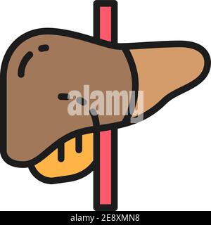 Leber, menschliches Organ flache Farblinie Symbol. Isoliert auf weißem Hintergrund Stock Vektor