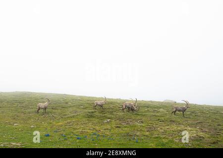 Nebliger Himmel über der Steinbock-Weide, Kanton Glarus, Schweiz Stockfoto