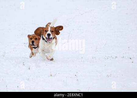 beagle läuft durch den Schnee. Auf der Jagd nach dem Tier Stockfoto