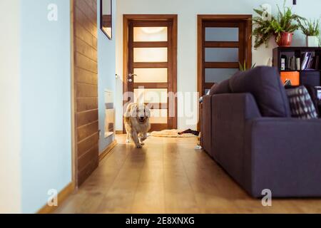 Glücklicher gesunder goldener Retriever Hund, der hinter der Couch durch das Wohnzimmer läuft. Wiedergabezeit Stockfoto