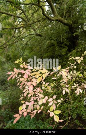 Herbstweisse Eschenblätter in den Vorderblättern sind Pastellfarben mit rosa und zitronenfarbenem Farbton. Bäume im Hintergrund mit Moos bedeckt. Stockfoto