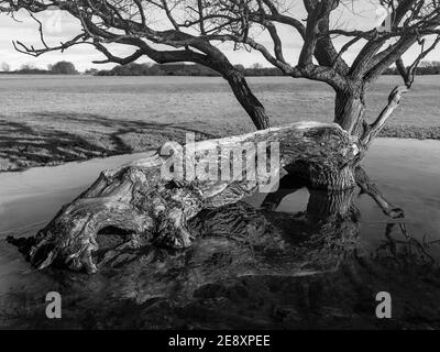 Gefallener Baum aufgrund von Sturmschäden umgeben von stagnierendem Regenwasser auf offener Weide unter hellem Himmel im Winter in Beverley, Yorkshire, Großbritannien. Stockfoto