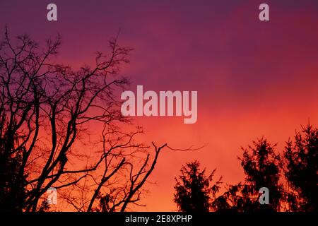 Himmel gefärbt Orange-lila mit Baumzweigen an EINEM Wintermorgen Stockfoto
