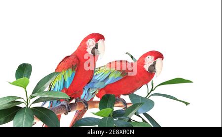 Zwei Ara Papageien (Scharlachara) sitzen auf einem Zweig zwischen tropischen Blättern. Exotische Grenze mit Pflanzen des Dschungels und Ara macao. Platz für Text kopieren. Iso Stockfoto