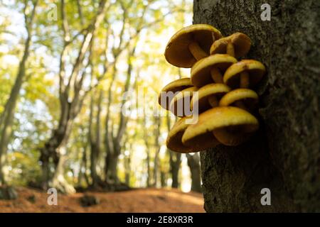 Nahaufnahme von Kiemen und Stamm einer Gruppe von Gelbe klebrige Pilze Pilze wachsen auf Baumrinde im Herbst Im englischen Wald mit Bäumen und grünen Blättern Stockfoto