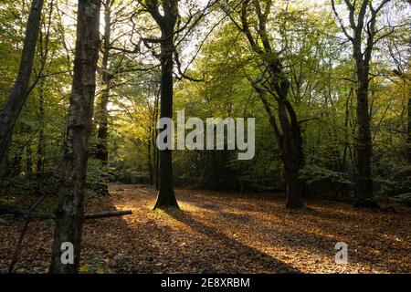 Wald mit Buchen am späten Nachmittag mit dunklen Schatten, schön gefallen goldenen, roten und gelben Blättern auf Waldboden Stockfoto