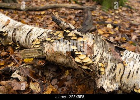 Cremige weiße Pilze wachsen auf Birke fallen Baumstamm in Herbstwald mit Bäumen im Hintergrund und gelb und Braune Blätter auf dem Waldfl Stockfoto