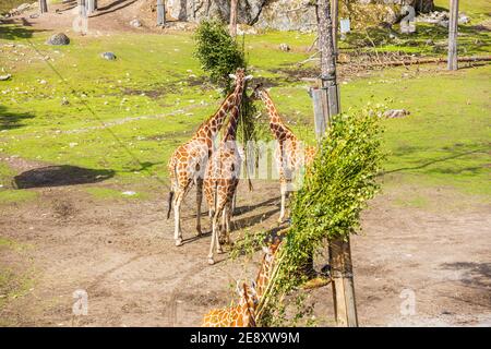 Schöne Landschaft Blick auf Gruppe von Giraffen. Konzept der wilden Tiere. Schweden. Stockfoto