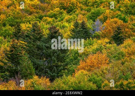 Wald aus Silbertannen und Buchen in herbstlicher Gestalt. Monte Morrone, Abruzzen, Italien, Europa Stockfoto