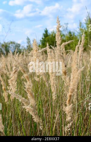 Hohe Blüte im Sommer, wilde Pflanze auf den Feldern.neu Stockfoto