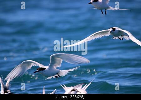 Weiße Seeschwalben (Sterna striata) im Flug über Wasser Stockfoto