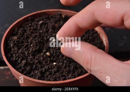 Finger halten ein kleines Samen von scharfem Pfeffer bereit für die Aussaat in einem Topf mit Erde zu Hause. Gartenarbeit und botanisches Konzept Stockfoto