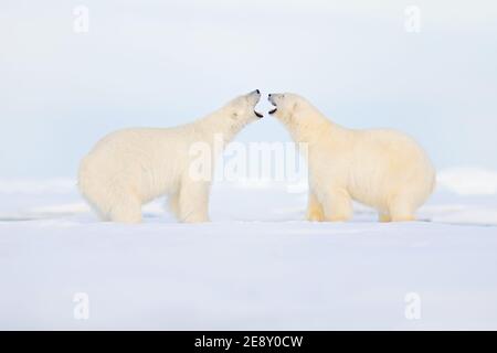 Eisbären paaren sich, kuscheln auf treibendem Eis im Artikel Svalbard. Gefährliche Bestie aus der kalten Natur. Stockfoto
