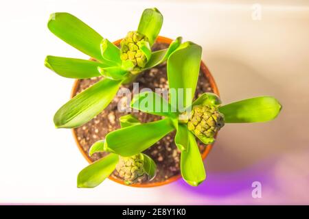 Eingetopfte Hyazinthen mit Knospe vor der Frühjahrsblüte Stockfoto