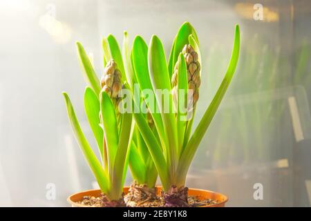 Eingetopfte Hyazinthen mit Knospe vor der Frühjahrsblüte Stockfoto