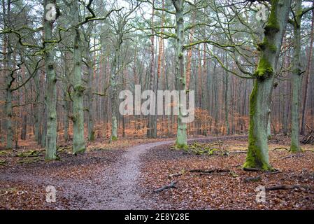 Die Stille der Eichen auf der Lichtung eines Berliner Waldes Stockfoto