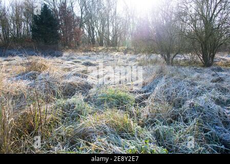 Ein frostbedecktes Heufeld, das im Morgenlicht glitzert. Stockfoto