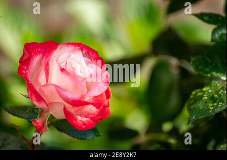 Rosa und weiß großen Hybrid-Tee Garten Rose Nahaufnahme, romanischen Hintergrund Stockfoto