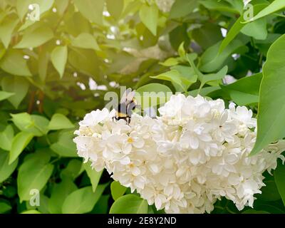 Die Hummel kletterte in die Blüten eines weißen, flauschigen Flieders. Nahaufnahme vor einem grünen Laub, das von Sonnenlicht beleuchtet wird. Stockfoto