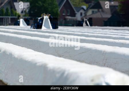 Saisonarbeiter aus östlichen EU-Ländern ernten im Frühjahr weißen Spargel auf landwirtschaftlichen Feldern in Nehmerland Stockfoto