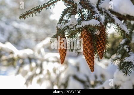 Fichtenzweige mit schneebedeckten Zapfen. Sonniger Februartag in Polen. Europa im Schnee Stockfoto
