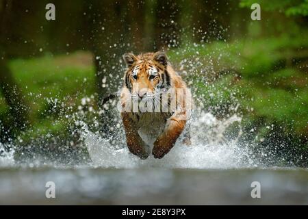 Amur Tiger Jagd in grün weißen Baumwollgras. Gefährliches Tier, Taiga, Russland. Große Katze sitzt in der Umgebung. Wildkatze in Wildtierwelt Natur. Sibirien Stockfoto