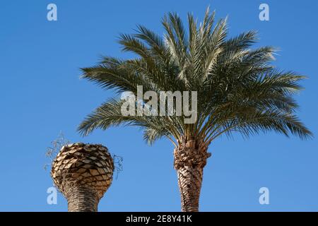 Nahaufnahme von zurückgeschnittenen Palmen in Almazora, Almassora, Castellon, Castello, Spanien, Europa Stockfoto