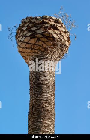 Nahaufnahme von zurückgeschnittenen Palmen in Almazora, Almassora, Castellon, Castello, Spanien, Europa Stockfoto