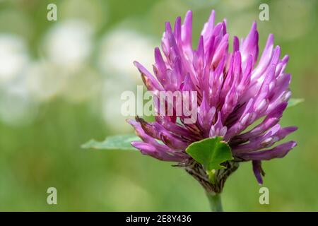 Makroaufnahme einer Blume auf einem roten Klee (trifolium pratense) Pflanze Stockfoto