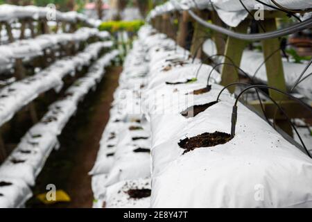 Moderne Industrieanlage wachsenden Bauernhof. Gewächshaus mit automatischer Bewässerung. Vorbereitung für die Pflanzung. Stockfoto