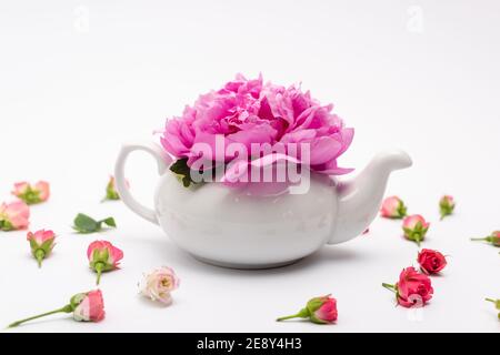 Rosa Blume in Porzellan Teekanne in der Nähe von kleinen Teerosen auf Weiß Stockfoto