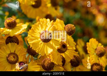 Nahaufnahme der blühenden Blüten von Niesen (helenium autumnale) Stockfoto