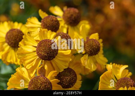 Nahaufnahme der blühenden Blüten von Niesen (helenium autumnale) Stockfoto