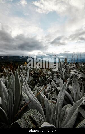 Landschaft der ecuadorianischen Andenberge mit Paramo-Vegetation Stockfoto
