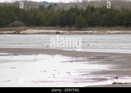 Amerikanische weiße Pelikane entlang des niobrara Flusses nebraska im Flug. Hochwertige Fotos Stockfoto