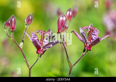Nahaufnahme der blühenden Krötenlilie (Tricyrtis hirta) Stockfoto