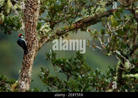 Specht aus Costa Rica Bergwald, Acorn Specht, Melanerpes formicivorus. Schöner Vogel, der auf dem grünen und orangen Flechtenzweig sitzt. Stockfoto