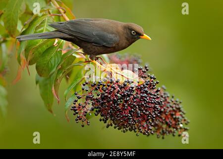 Große Drossel, Turdus fusCater, schwarzer Vogel mit orangefarbenem Schnabel und Bein. Soor sitzt auf dem Ast in der Natur tropisch Wald Berg Lebensraum, San ISI Stockfoto