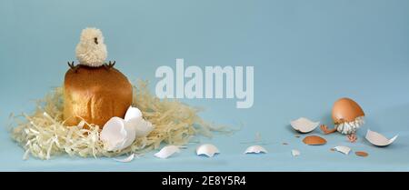 Bannergeburt von Hühnern, Geburt von Eiern. Im Nest auf dem Gebäck, der Osterkuchen, sitzt auf einem Küken, das andere noch in der Muschelhälfte. Auf hellblauem Hintergrund. Stockfoto