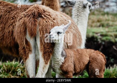 Lamas Alpaca in den Anden, Südamerika, Ecuador Stockfoto