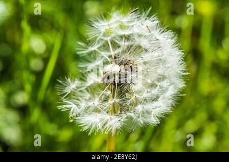 Nahaufnahme der Löwenzahn-Blüte auf der Wiese Stockfoto