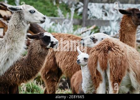 Lamas Alpaca in den Anden, Südamerika, Ecuador Stockfoto