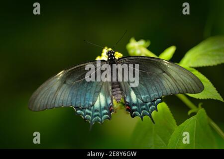 Weiblicher Papilio pilumnus, Schmetterling in der Natur grünen Wald Lebensraum, südlich der USA, Arizona. Schönes Insekt mit klarem dunkelgrünen Hintergrund. Stockfoto